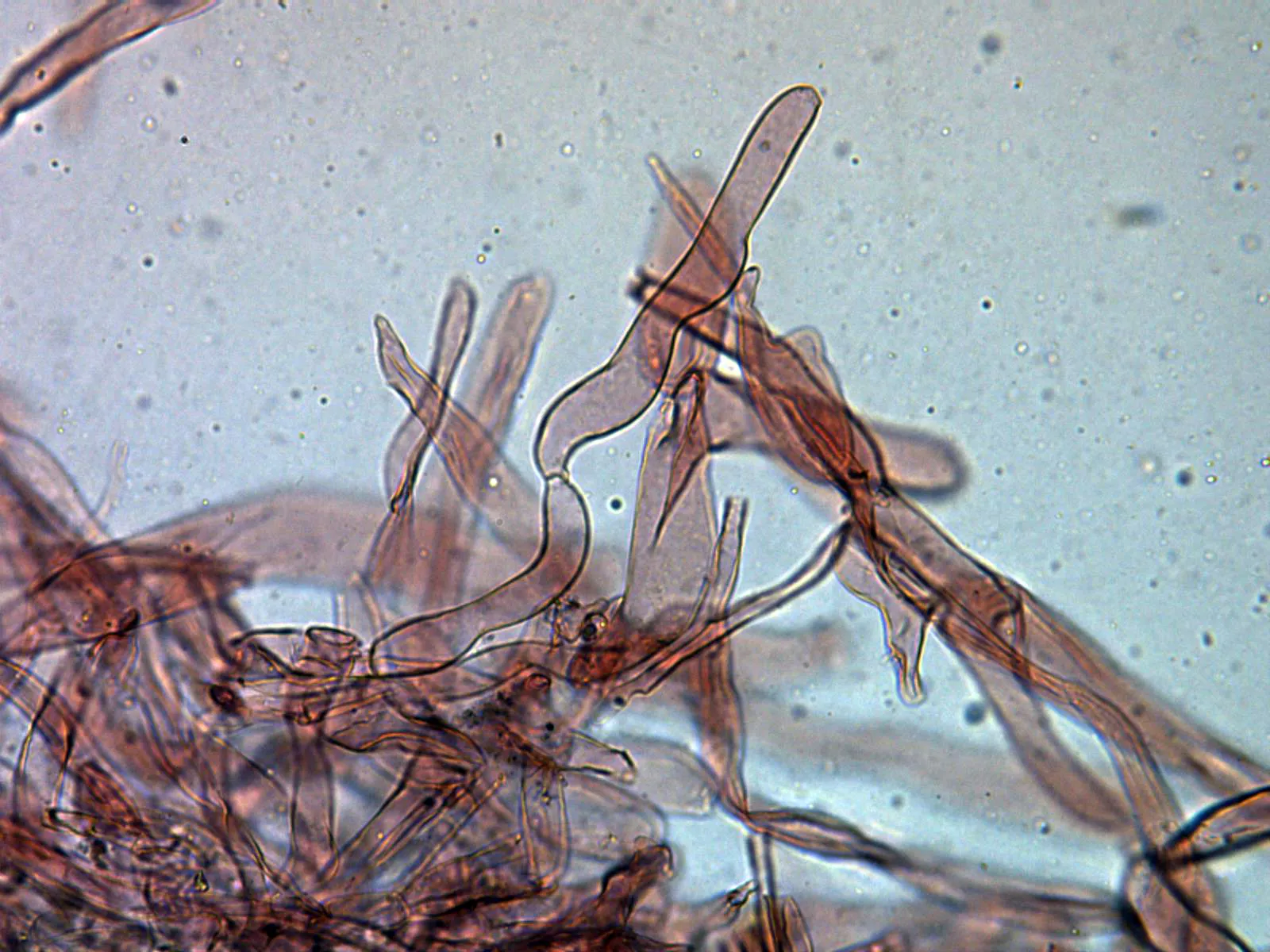Microscopía de Lyophyllum infumatum - 10 - Células terminales suprapellis